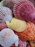 Assorted Natural Color Pectin Half Shells measuring 1 to 1 1/2"  Sold Each  60626