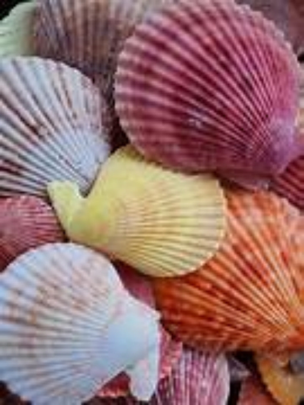 Pectin  Shell Singles 1 to 1 1/2" Asst Natural Colors Sold Each  ####