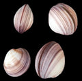 Cockle (Heavy) Natural 3 1/2 to 5" Shell Pairs Sold Each ####