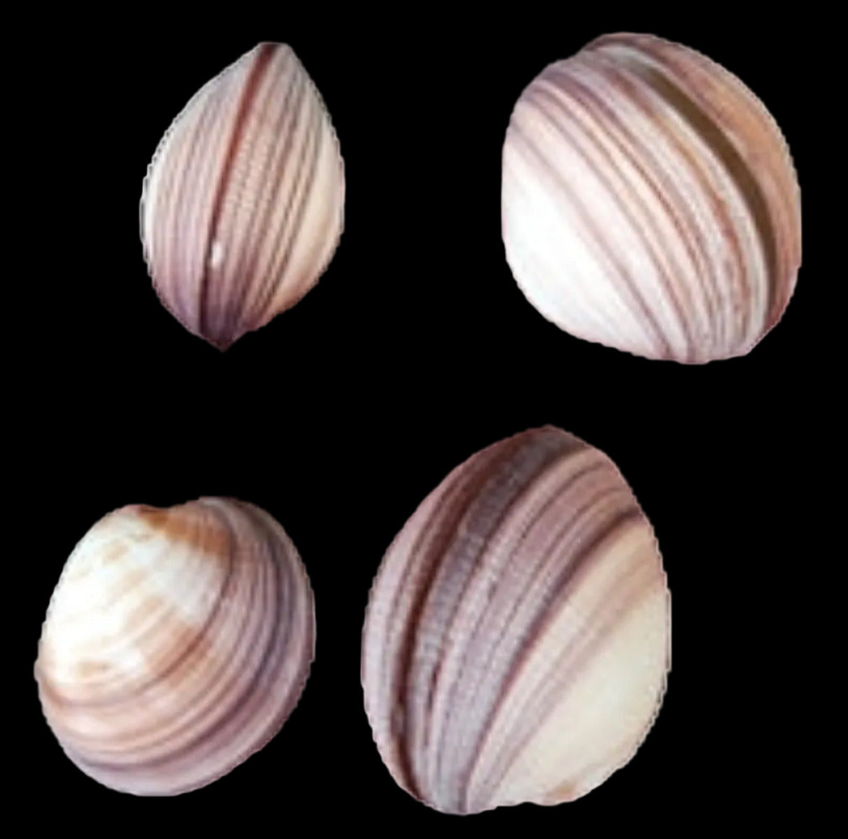 Cockle (Heavy) Natural 3 1/2 to 5" Shell Pairs Sold Each ####