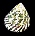 Niloticus (Natural) 4 to 5" Shell Sold Each ####