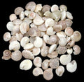 Natural Color Umbonium Shells  -1/4" Sold by the 1/4 pound     70426