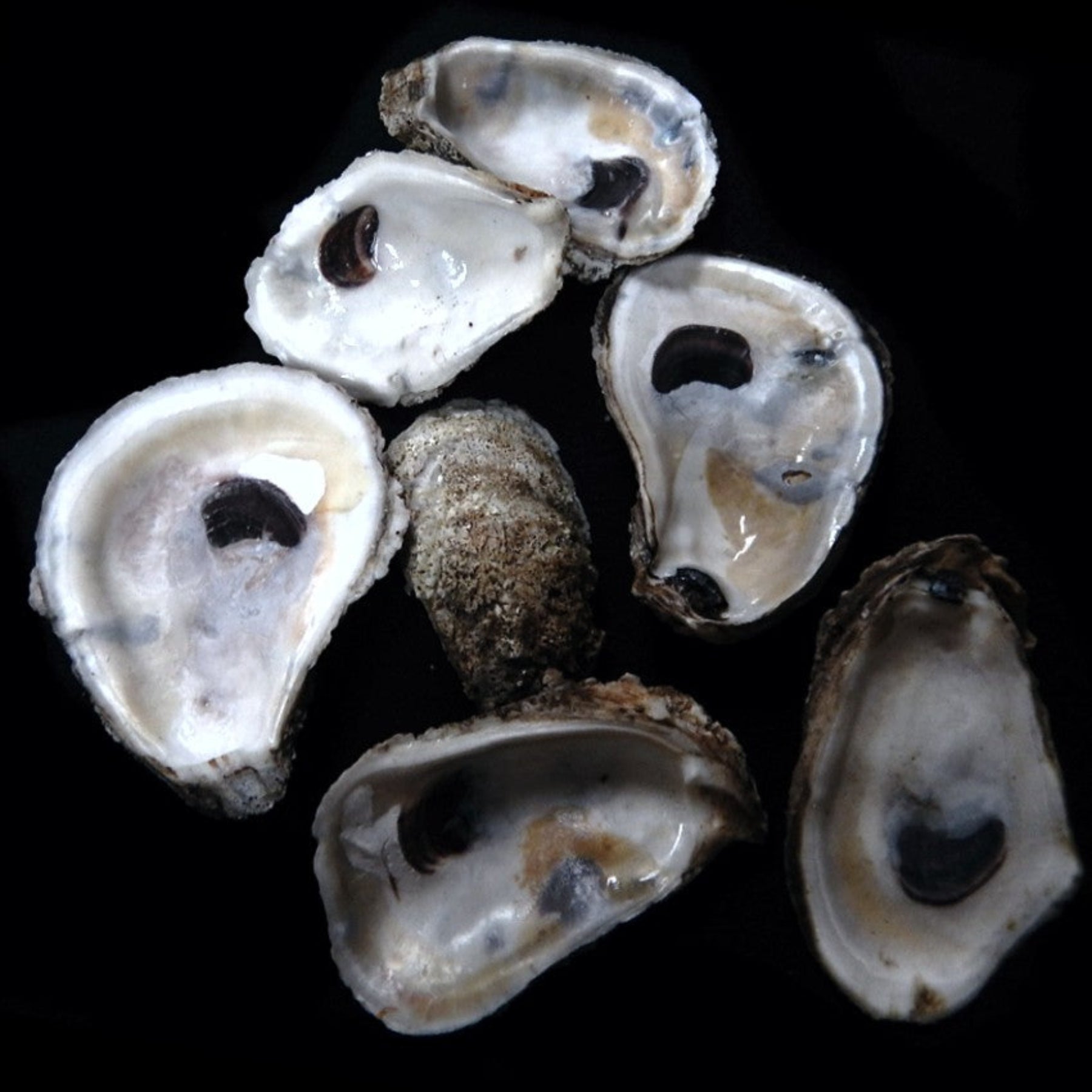 Natural Oyster Half Shells - 2.5 to 4" Sold  Each   62926