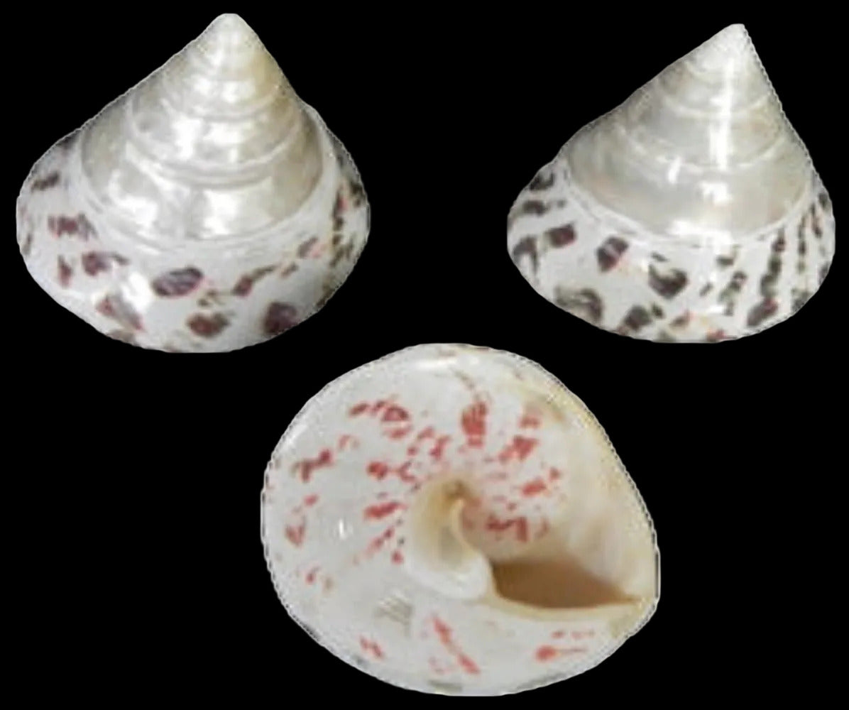 Niloticus Pearl Top 3 to 3 1/2" Shell Sold Each ####