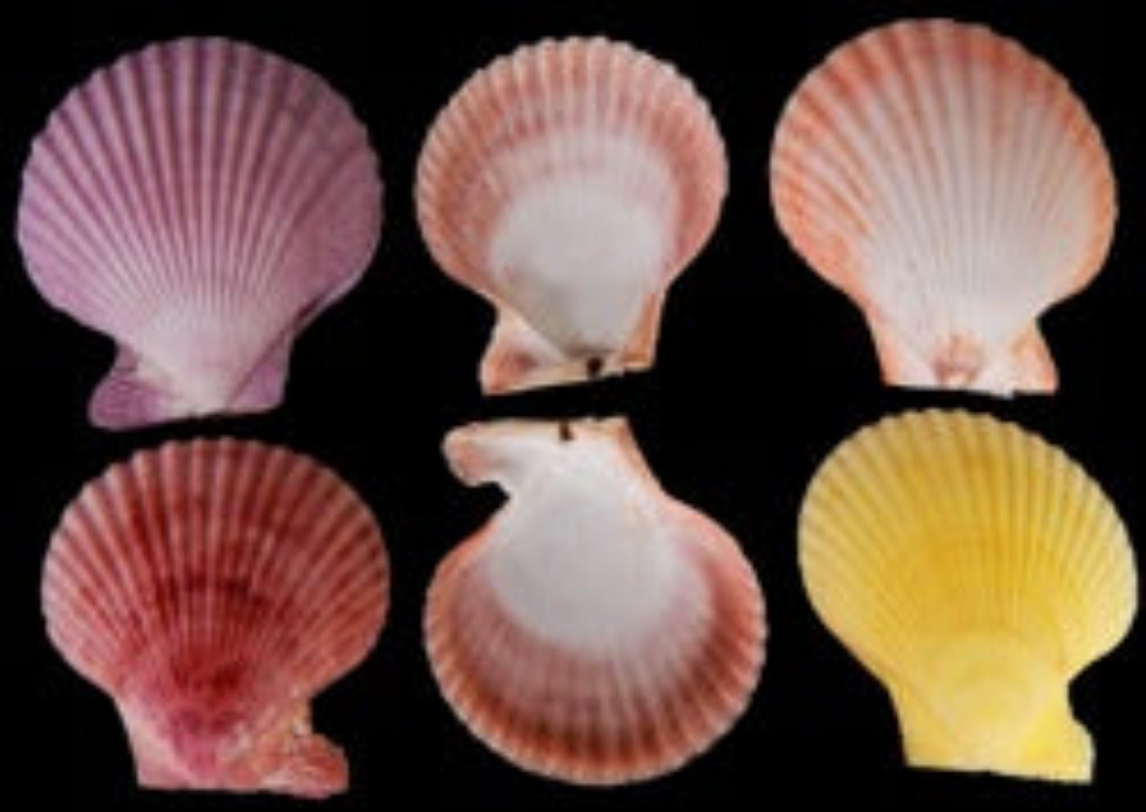 Pectin Noble  2 3/4" or less Pairs Asst Natural Colors Sold Each  ####