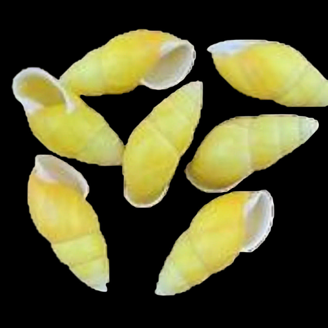 Snail (Land) Yellow Oblong  2" Shell Sold Each ####