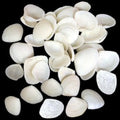 White cay cay shells 3/4" or Less Sold By The 1/4 LBS   22826