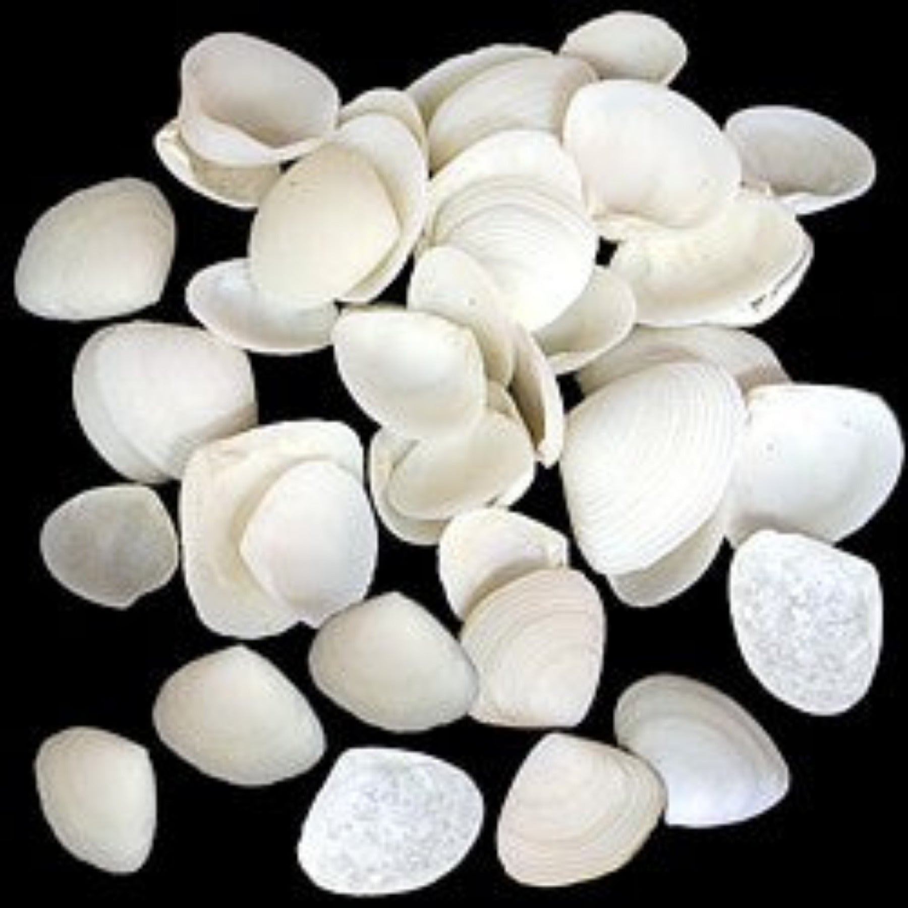 White cay cay shells 3/4" or Less Sold By The 1/4 LBS   22826