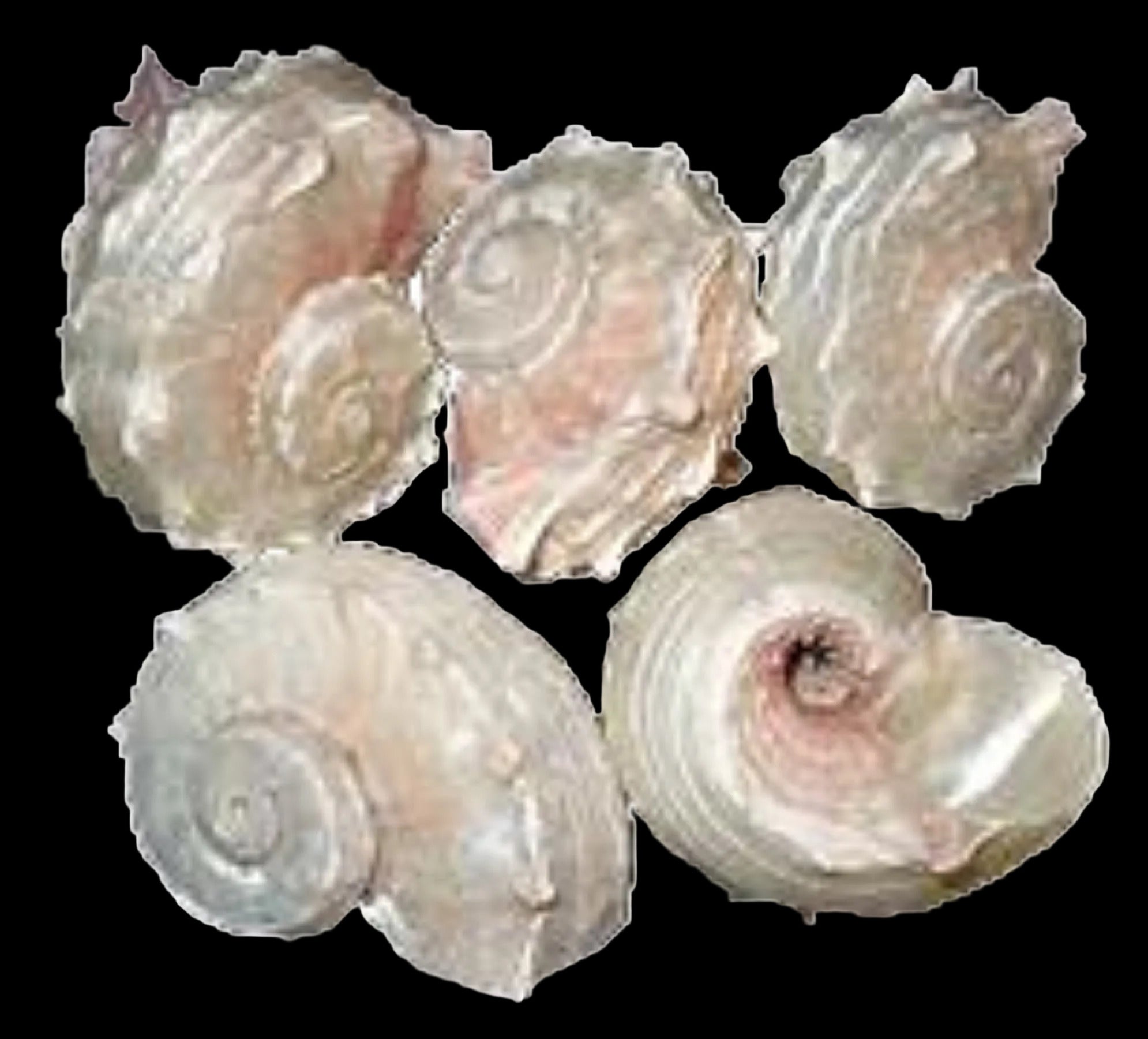 Delphinula (Pearl) 1 1/2 to 2" Shell Sold Each ####
