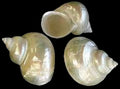 Turbo Pearl Jade Shell 2 1/2 to 3" OUT OF STOCK ####