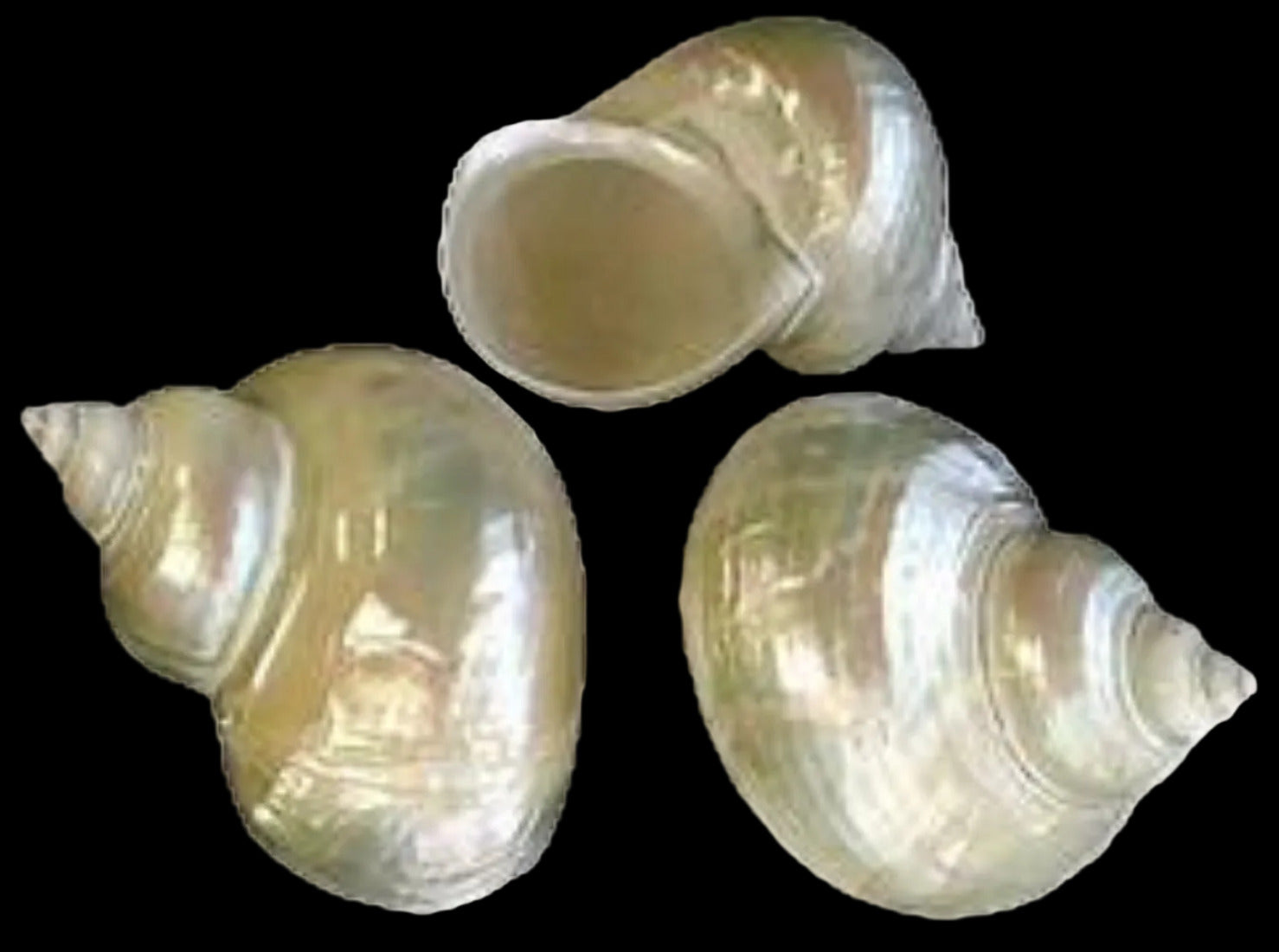Turbo Pearl Jade Shell 2 1/2 to 3" OUT OF STOCK ####