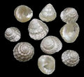 Top (Pearl) 1 to 2" Shell  Sold Each ####