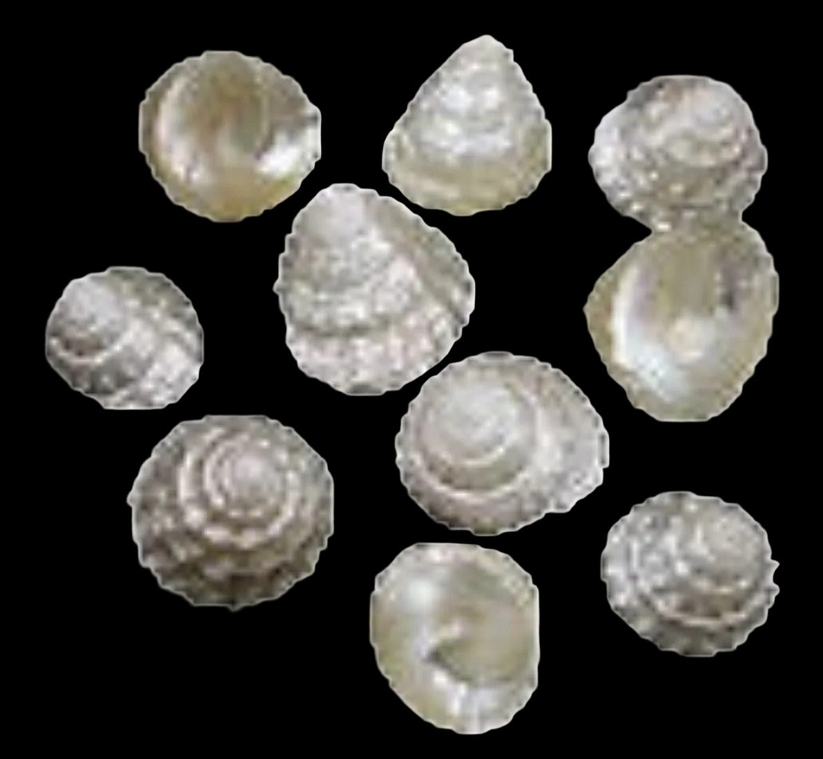 PEARL TOP SHELLS KNOWLEDGE BASE ####