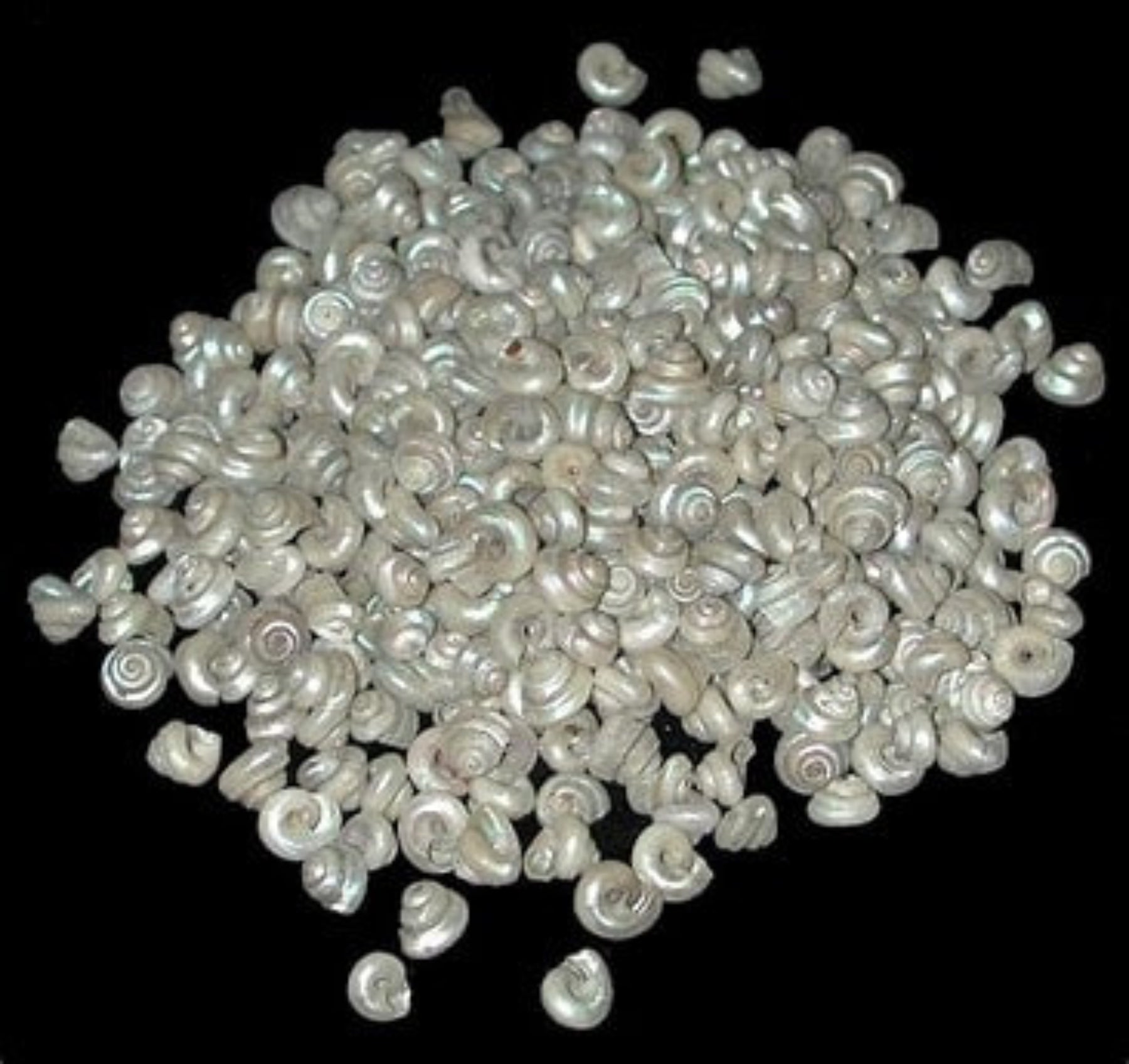 Pearl Malabar Turbo Shells - 1/2" or Less Sold by the 1/4 pound  70326