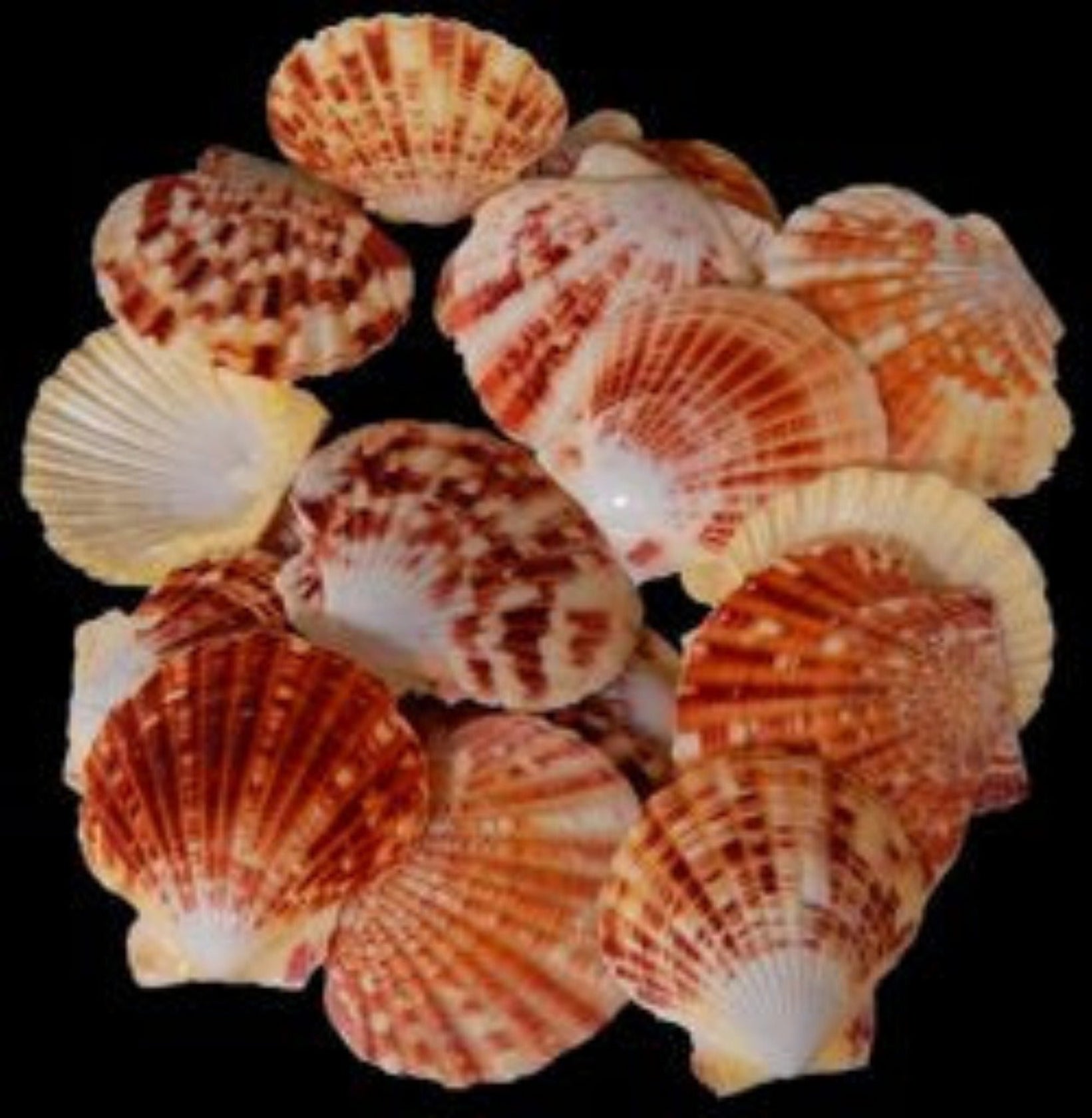 Pectin Macarensis Shell Halfs measuring 2.5 to 3" Sold Each   60626