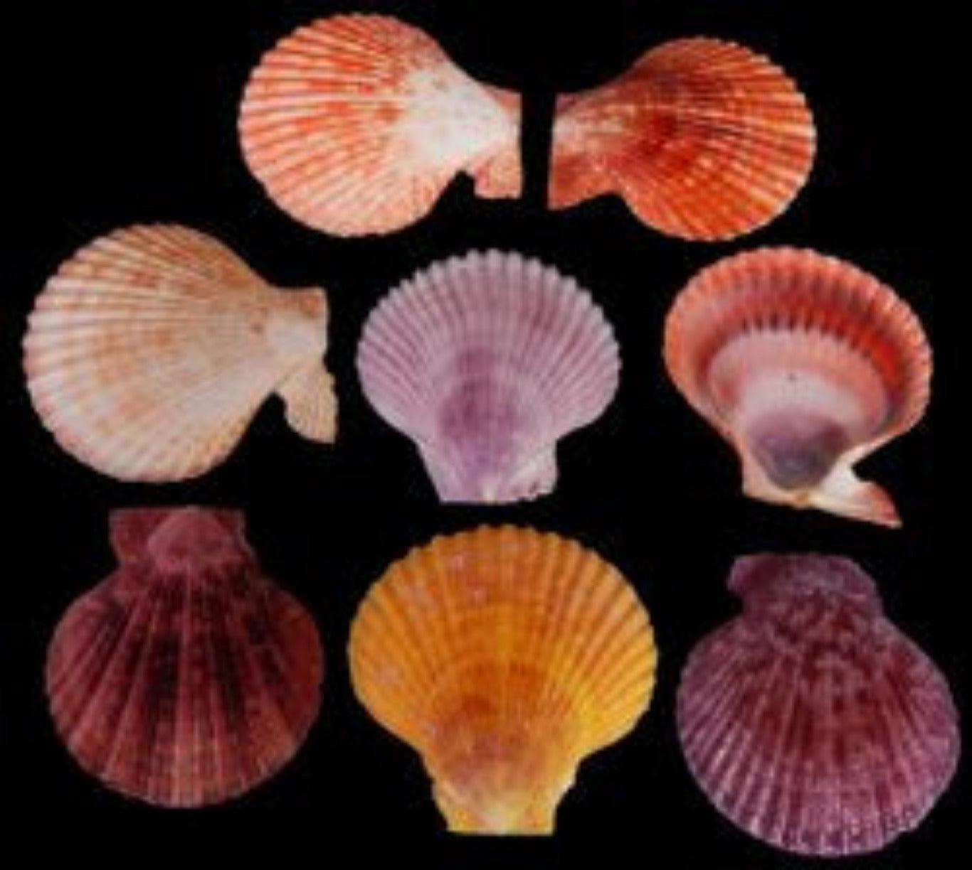 Pectin Noble Singles 2 1/2 to 3" Shells Sold  asst Each  ####