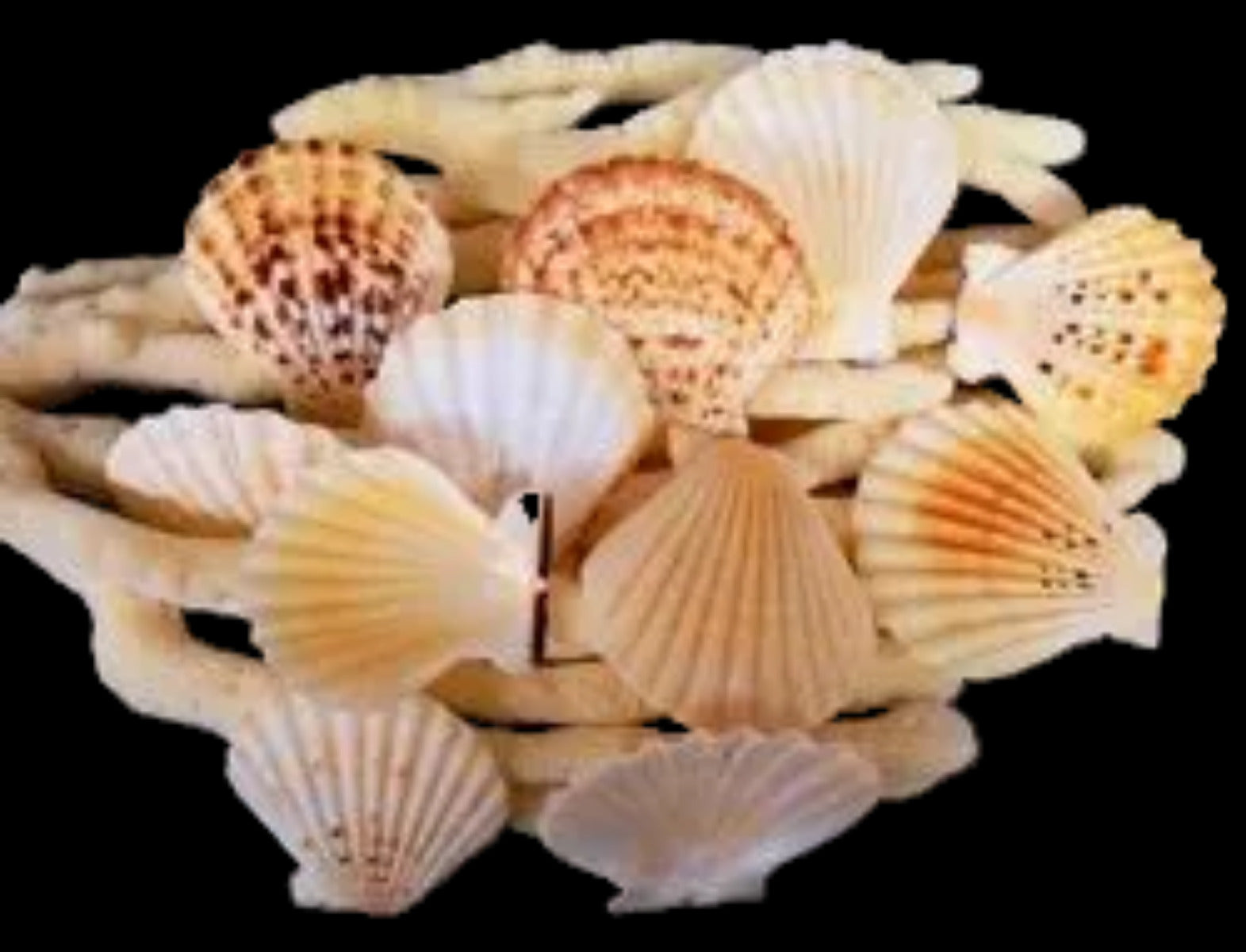 Pectin Radula 2 to 3"  Shell Singles Sold Each  ####