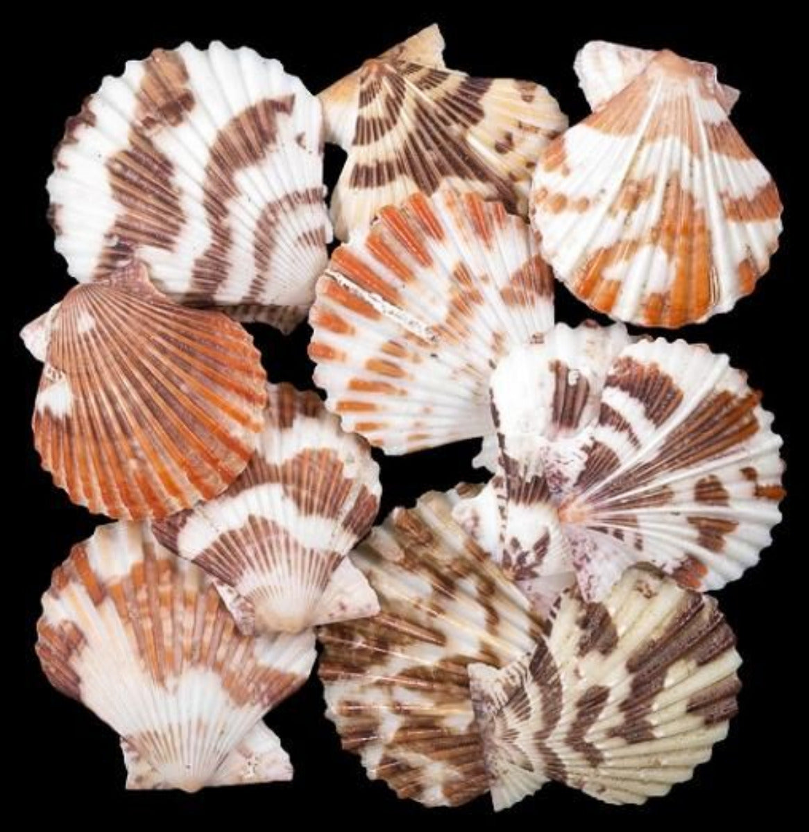 Pectin Tranquebaricus 1 to 2" Shell Singles Sold By The 1/4 LBS ####