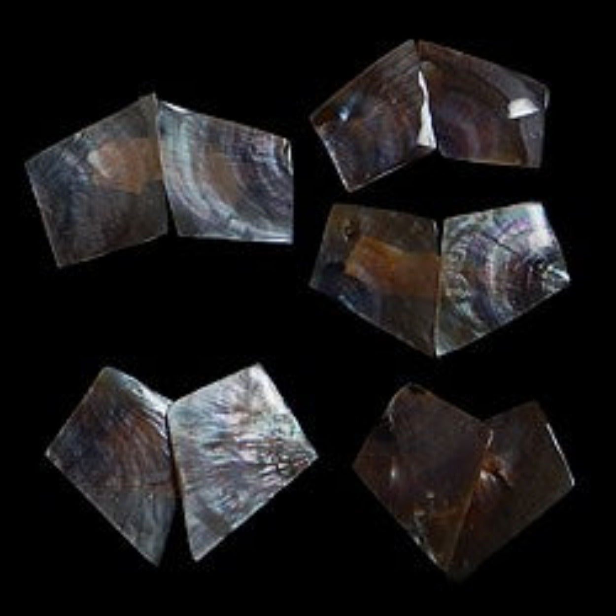 Pen Shells Cut into 1 to 2" Pieces  Sold Each   32526