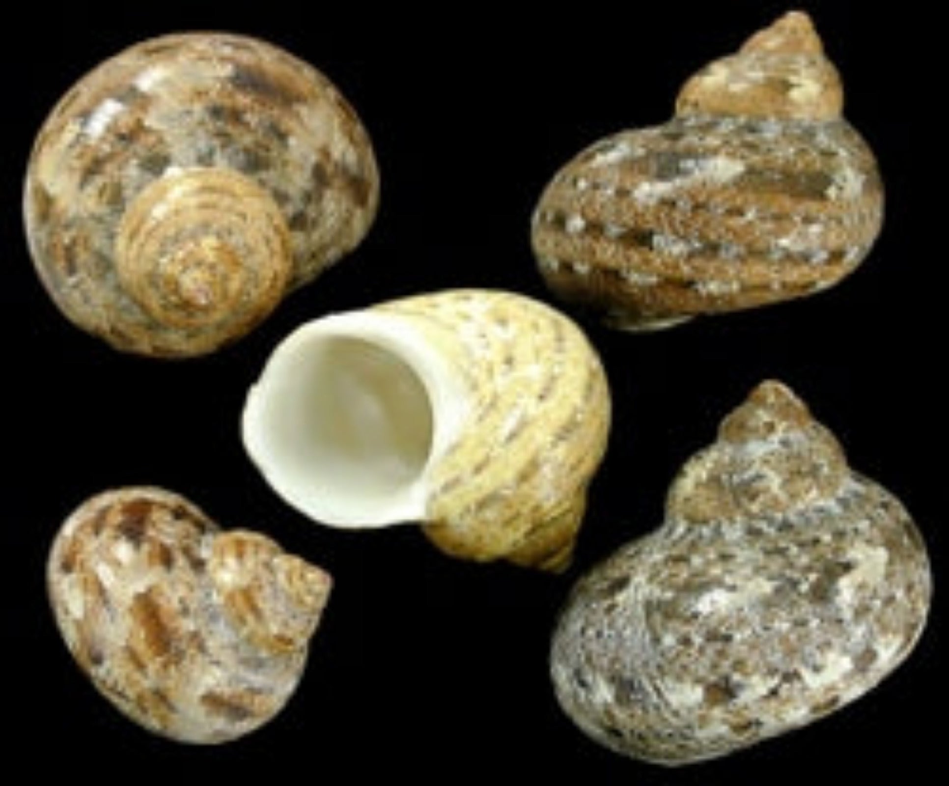 Pentholatus Shells measuring Approximately 1"  Sold by the 1/4 LBS   42826