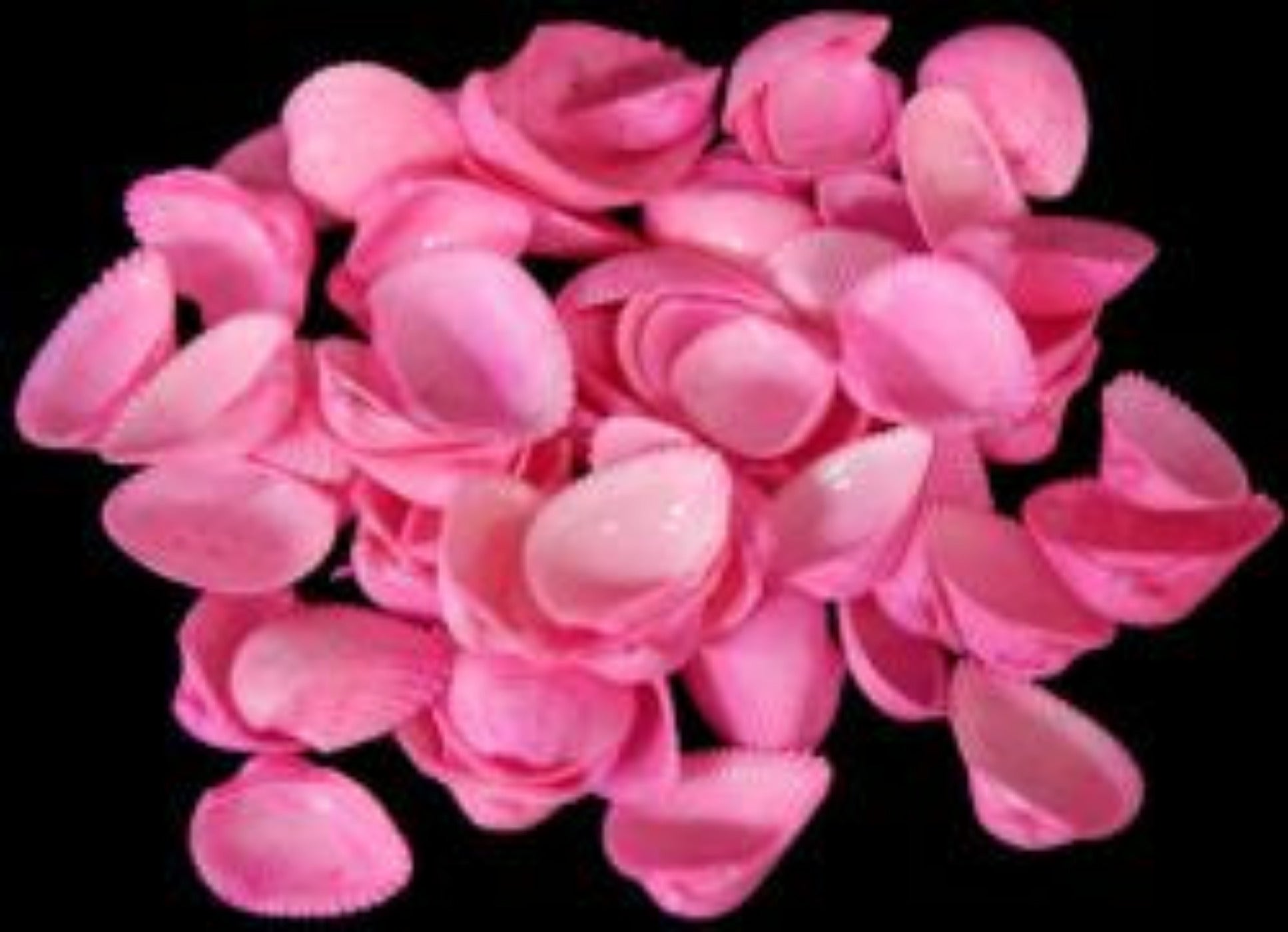 Dyed Pink Cockle Shell Singles measuring 1 to 2" Sold by the 1/4 LBS     40426
