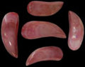 Dyed Pink Tahong Shell Pairs measuring  4 to 5" Sold Each        40326