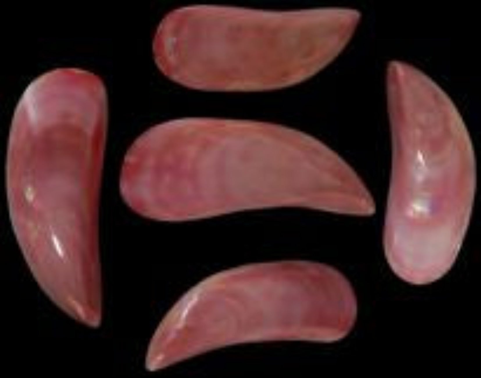 Dyed Pink Tahong Shell Pairs measuring  4 to 5" Sold Each        40326