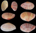 TELLIN SHELLS KNOWLEDGE BASE      61626