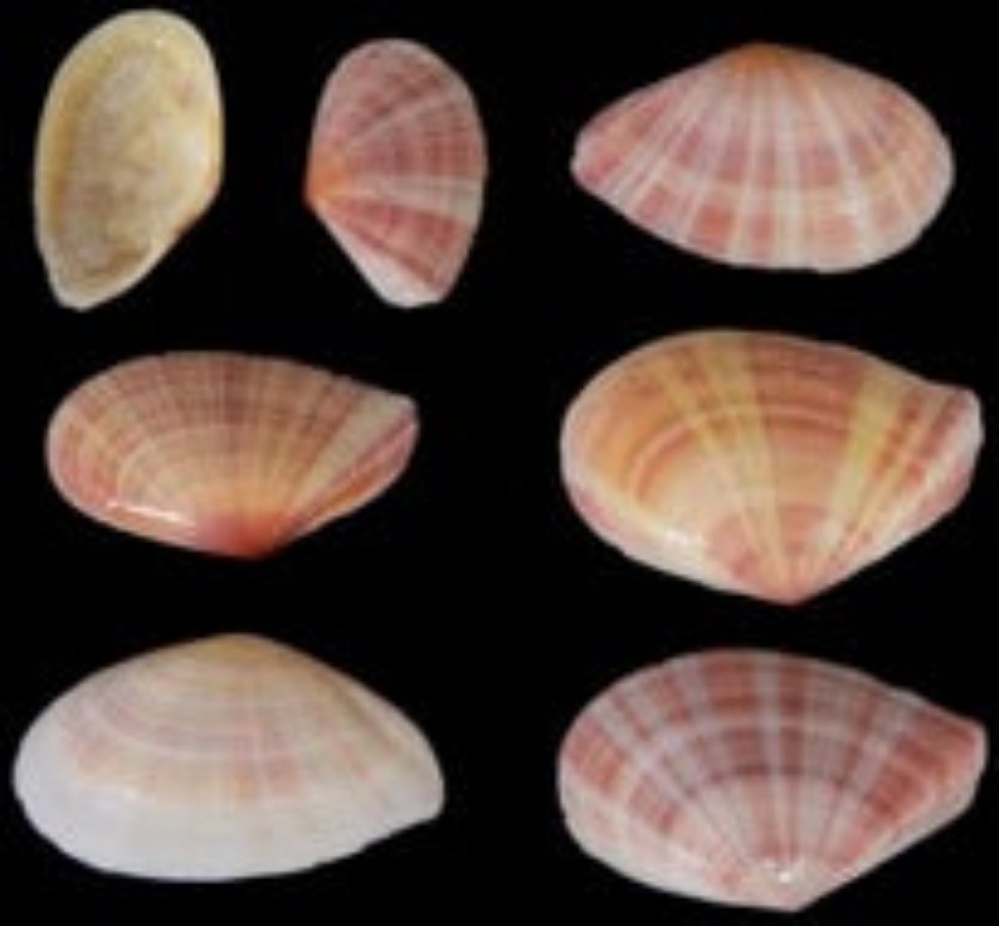 TELLIN SHELLS KNOWLEDGE BASE      61626