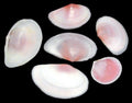 Pink Tellin Half Shells measuring 1 1/4 to 2 1/2" Sold by the Ounce    61626