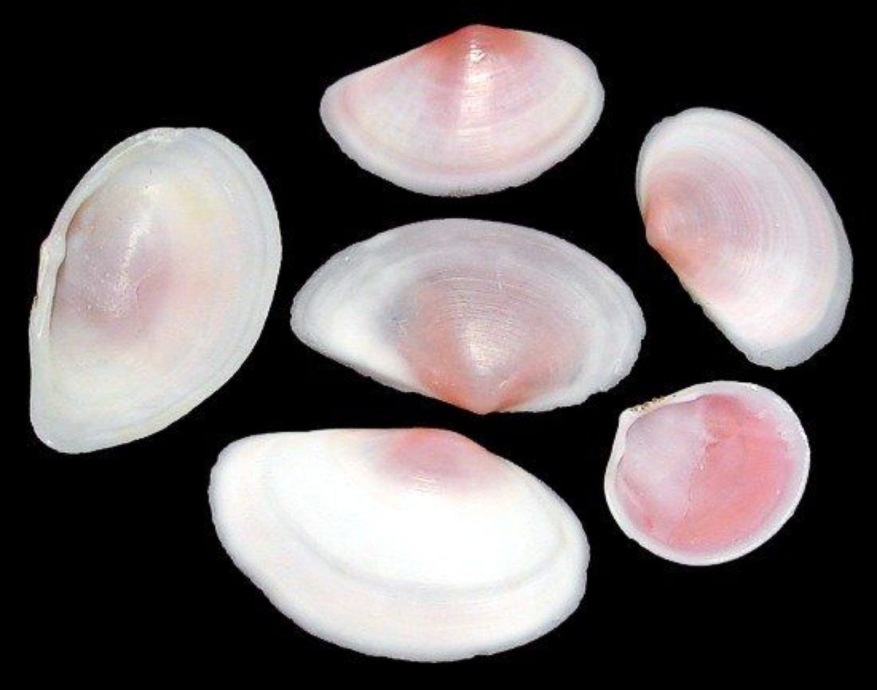 Pink Tellin Half Shells measuring 1 1/4 to 2 1/2" Sold by the Ounce    61626