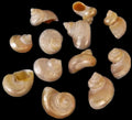 Turbo Gold Polished  2 to 2 1/2" Shells Sold Each  ####