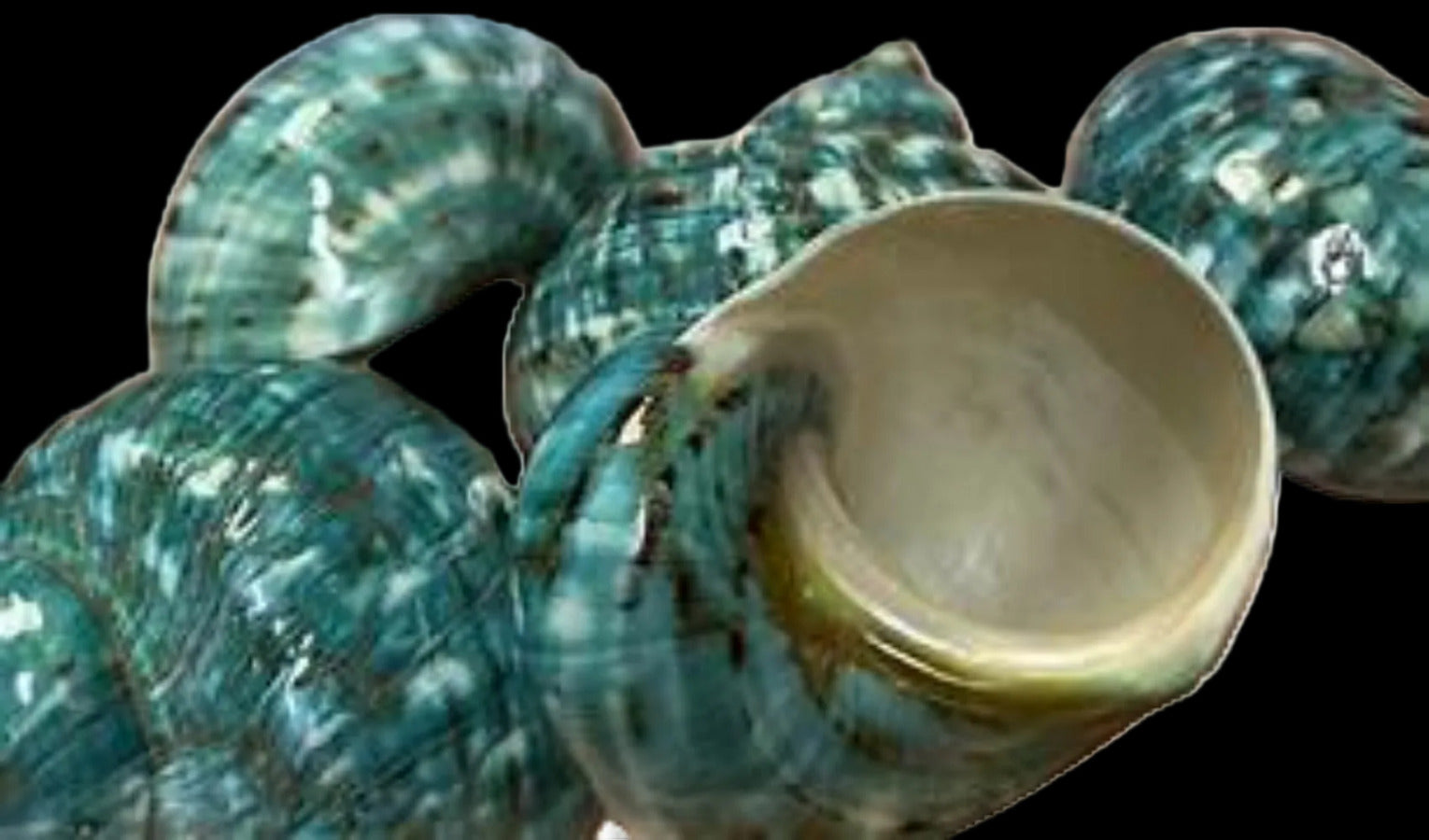 Turbo Polished Jade 2 1/2 to 3" Shells OUT OF STOCK  ####