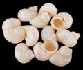 Turbo (Silver Polished) 1" shell, Sold Each  ####