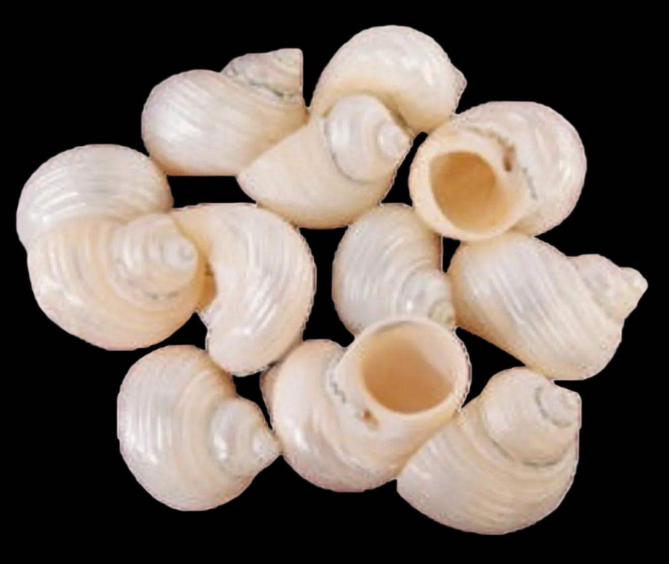 Turbo (Silver Polished) 1" shell, Sold Each  ####