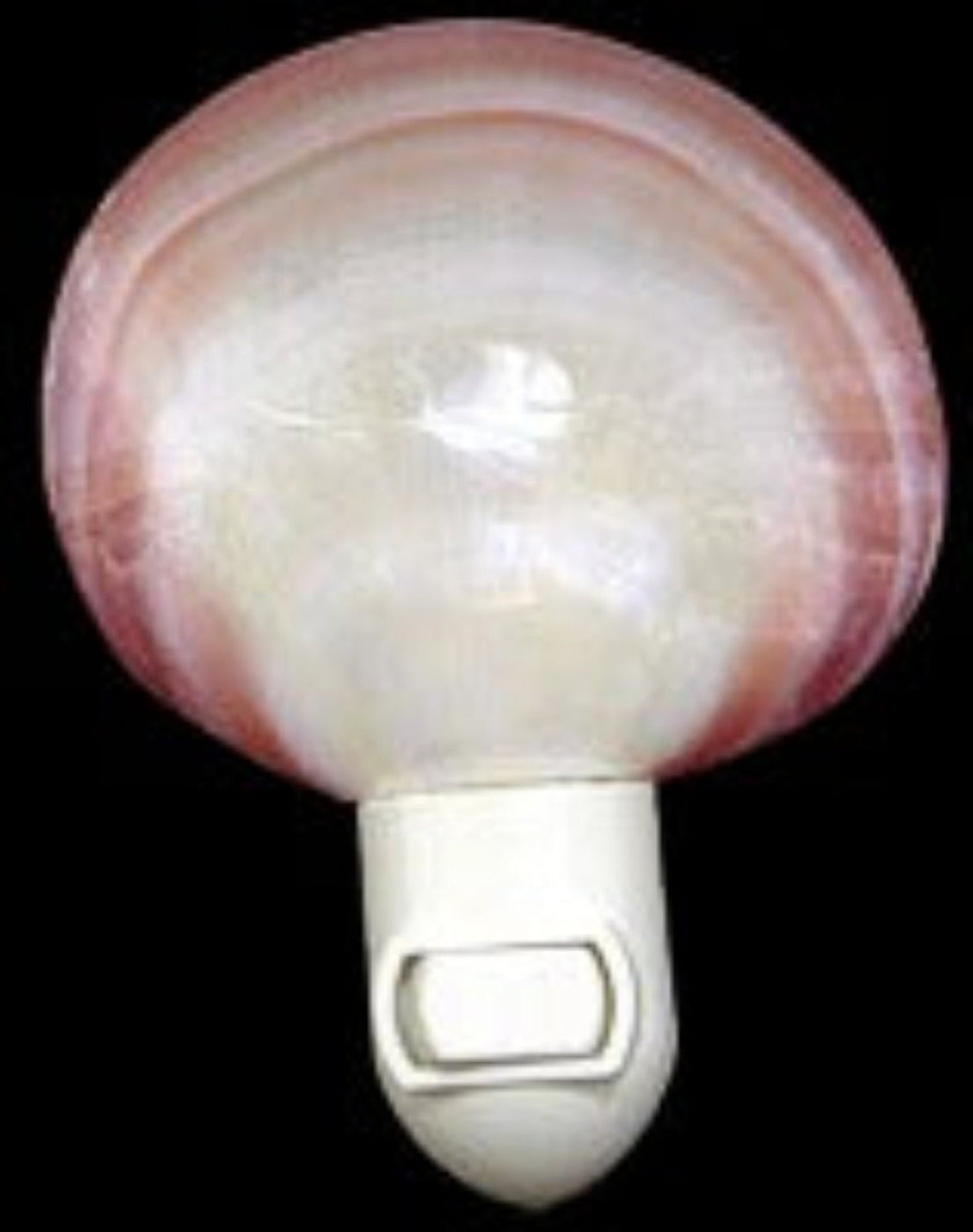 Polished Tiger Clam Shell Hand Crafted Nitelite measuring 4" Sold Each   61226
