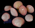 Clam (Tiger) Highly Polished  3 to 4" Shell Pairs  Sold Each  ####