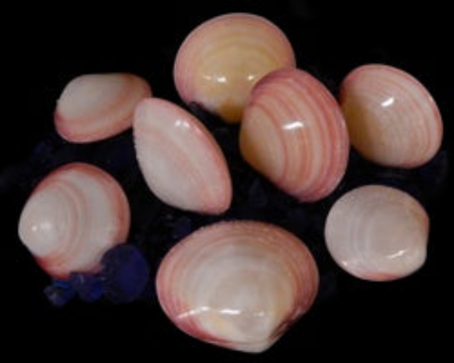 Clam (Tiger) Highly Polished  3 to 4" Shell Pairs  Sold Each  ####