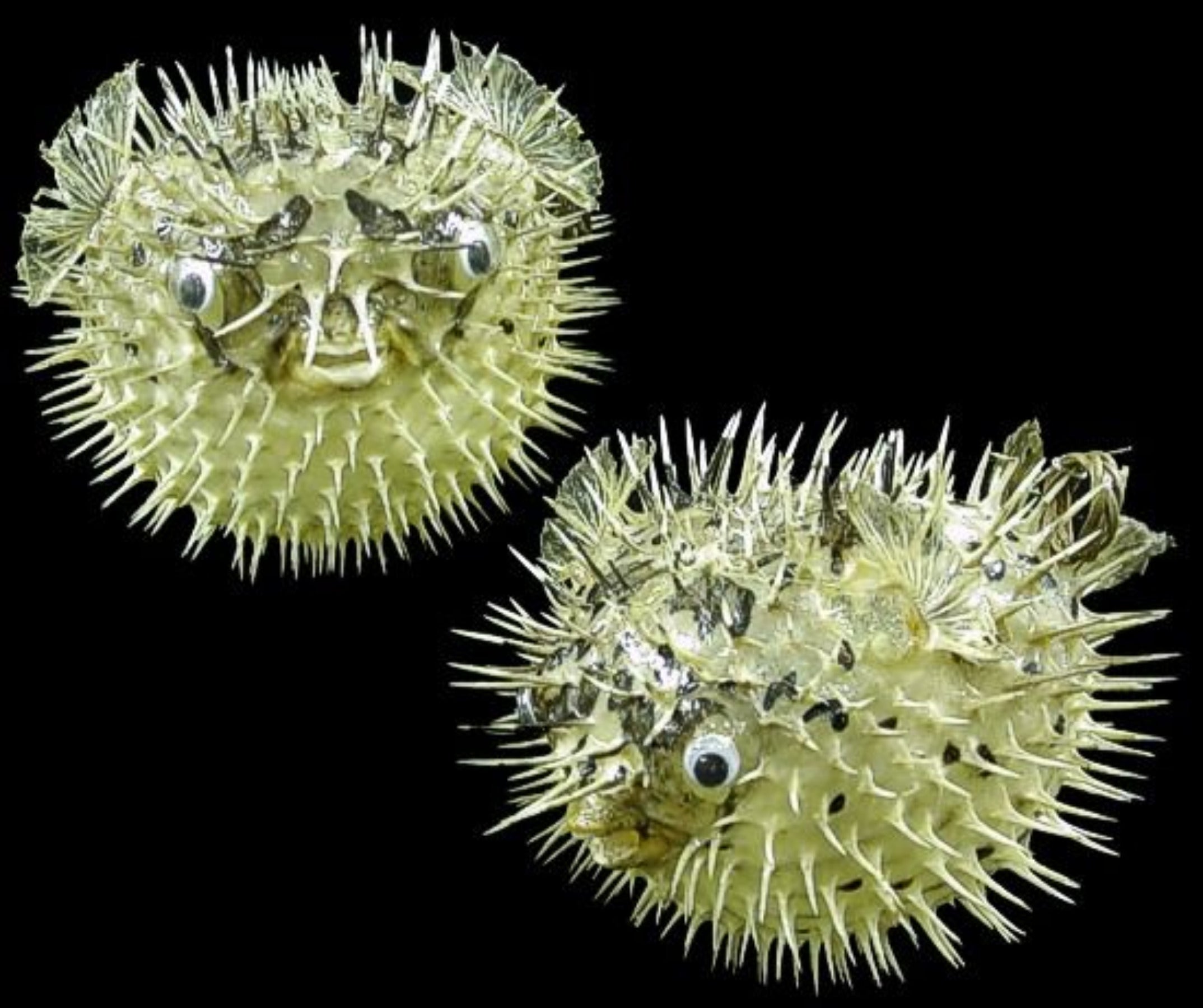 Preserved Porcupine Fish measuring 7 to 10" Sold Each   60726