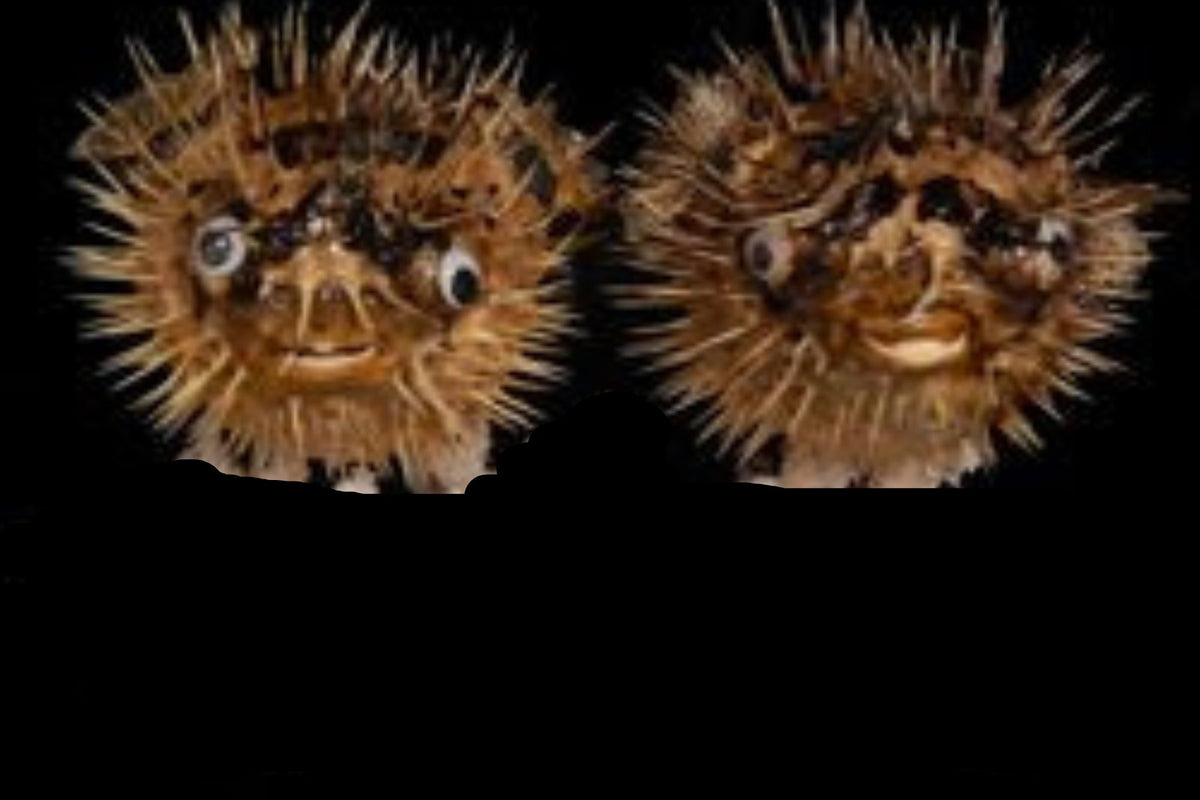 Preserved Porcupine Fish measuring 7 to 10" Sold Each   60726