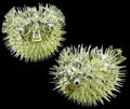 Preserved Porcupine Fish measuring 3 to 5" Sold Each     82826