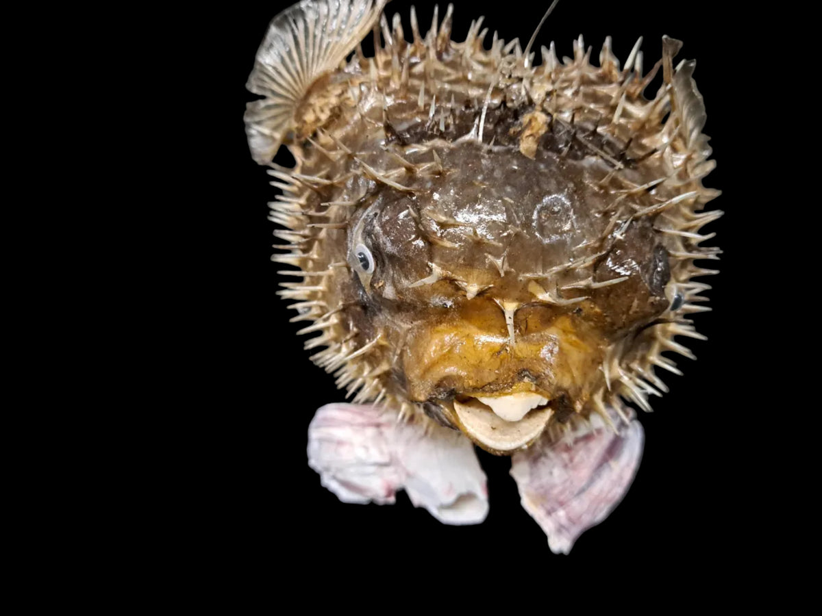 One Preserved Porcupine Fish measuring at least 10"   101226