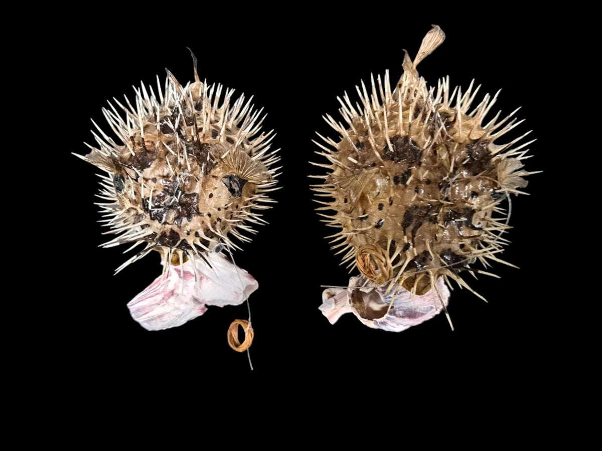 One Preserved Porcupine Fish measuring 5 to 7"     101326