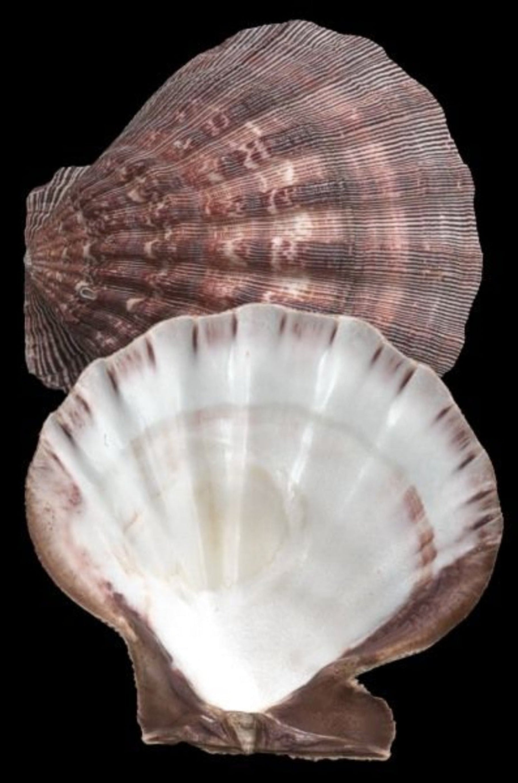 Purple Lions Paw Half Shells measuring 5 to 6" Sold Each    61026