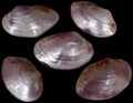 Dyed Purple Clam Shell Pairs measuring 4 to 5" SOLD OUT      40326