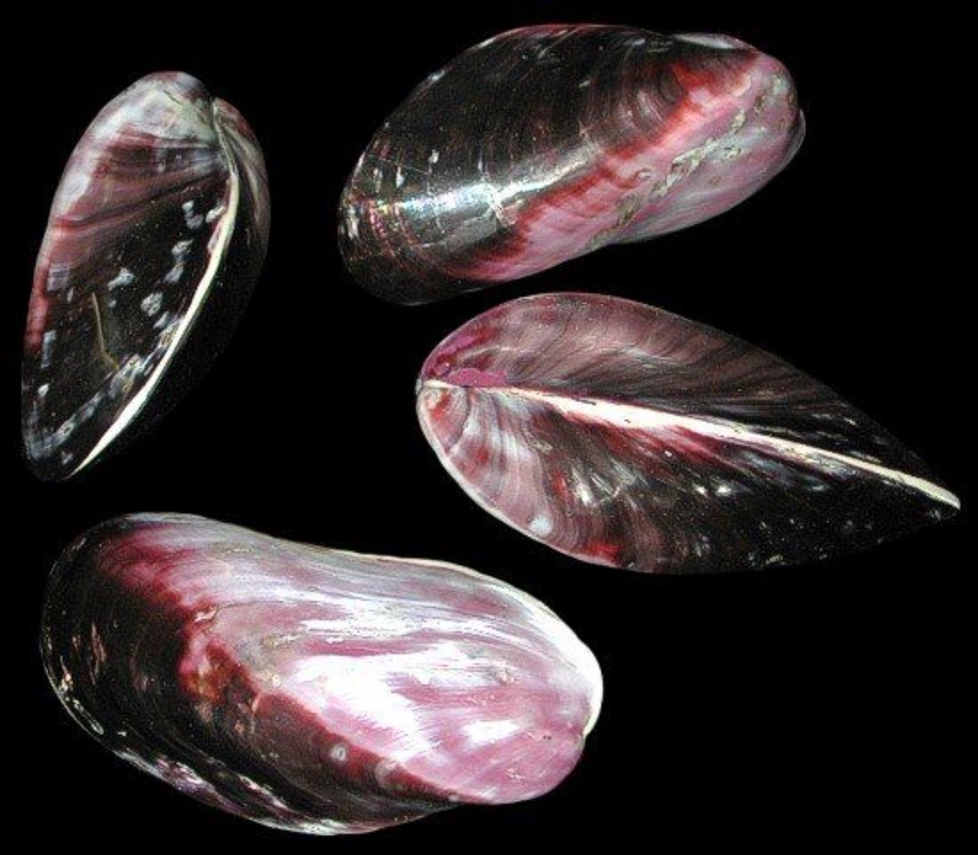 Mussel (Purple) Polished 3 to 3 1/2" Shell Sold Each   ####
