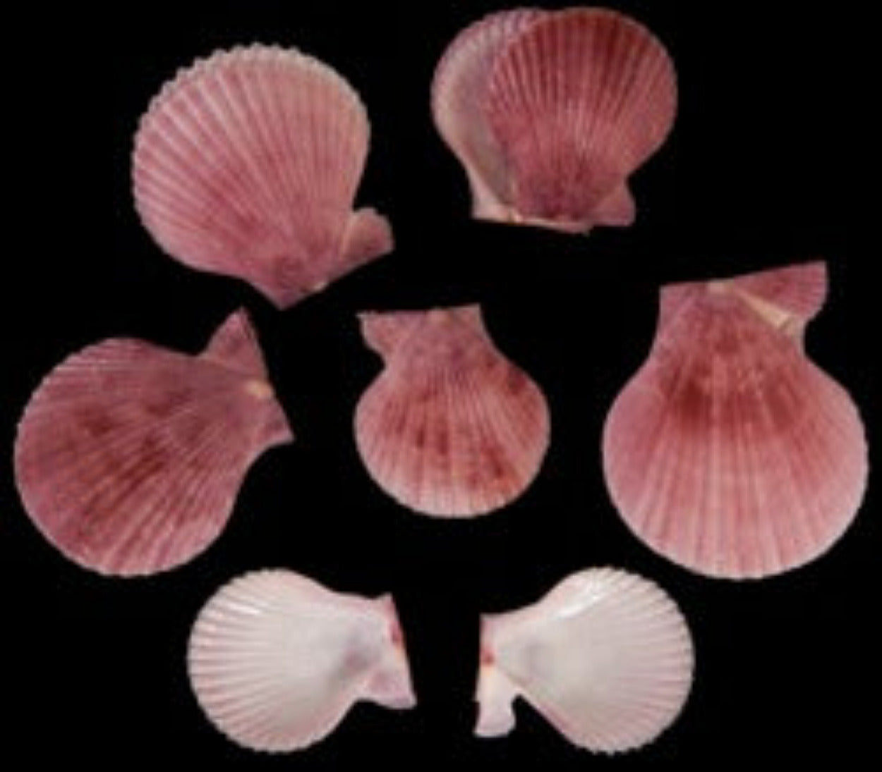 Pectin Purple Nobilis 2 to 3 1/2" Shell Singles Sold Each ####