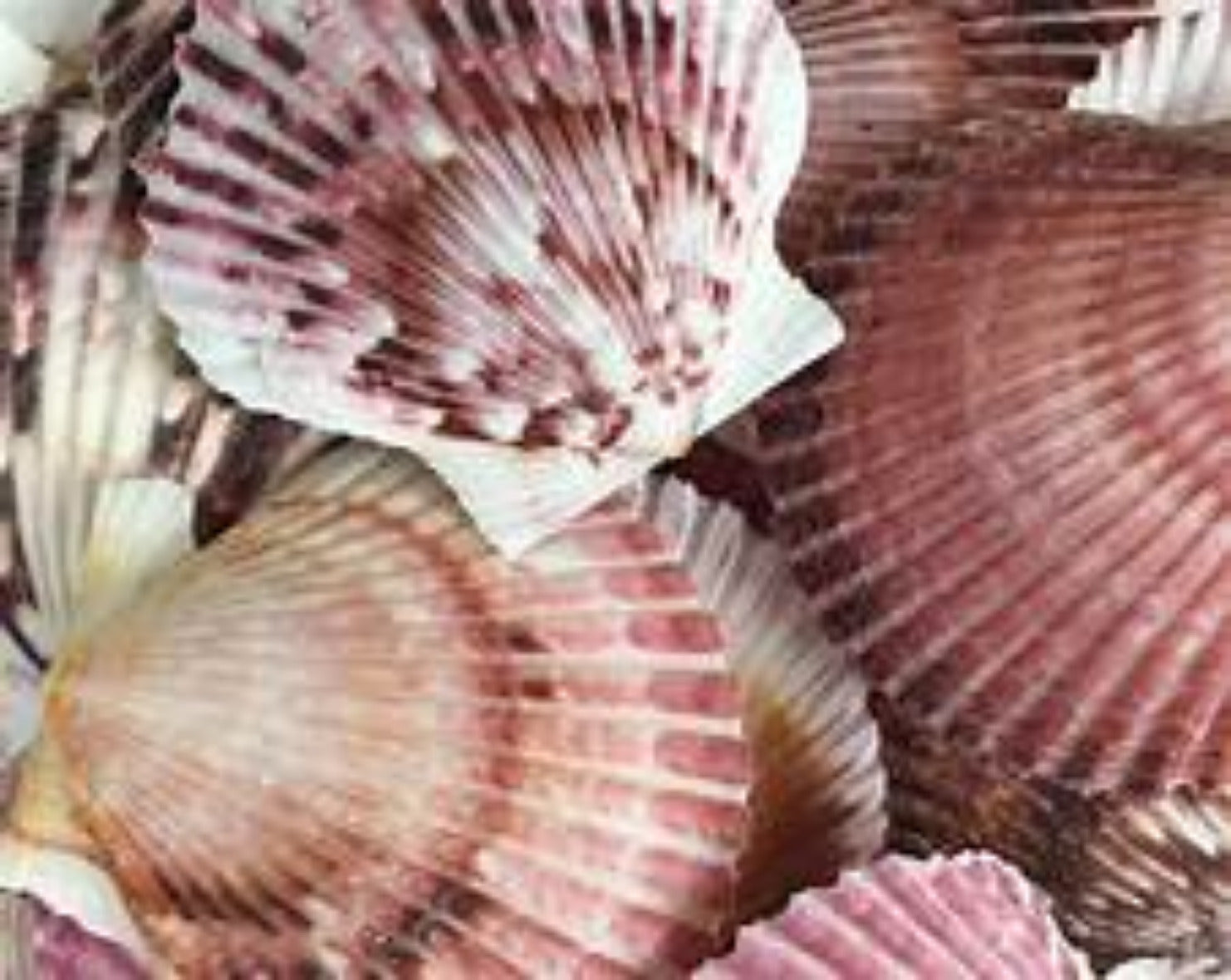 Purpuratus Pectin Shell Singles measuring 1 1/2 to 2" Sold Each  60626