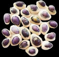 Cowrie Purple Top 1/2" Shell Sold Each  ####