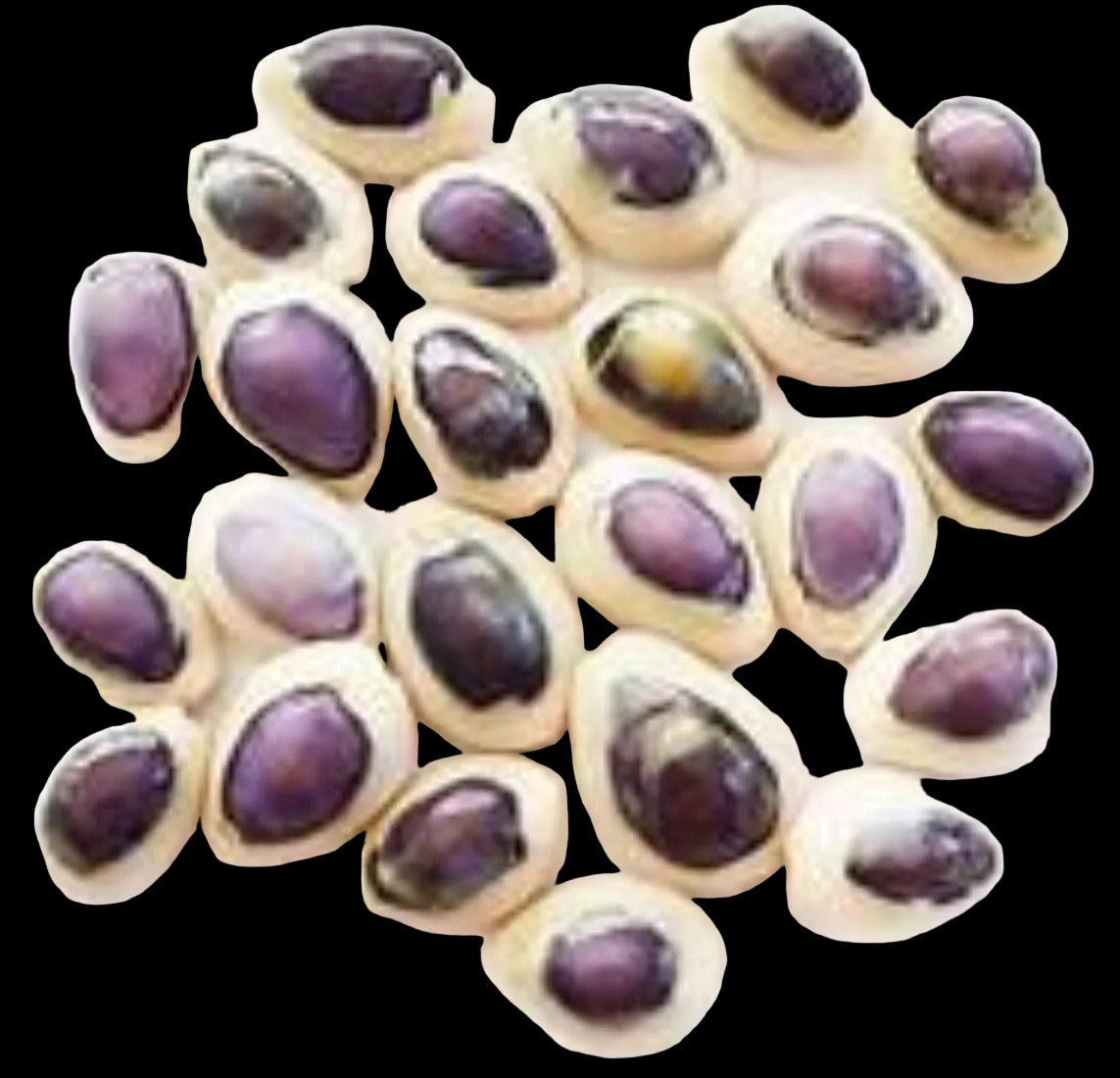 Cowrie Purple Top 1/2" Shell Sold Each  ####
